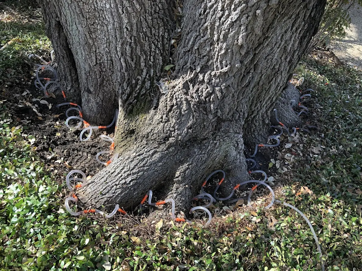 Detailed Tree Cabling and Bracing job site in Ruther Glen