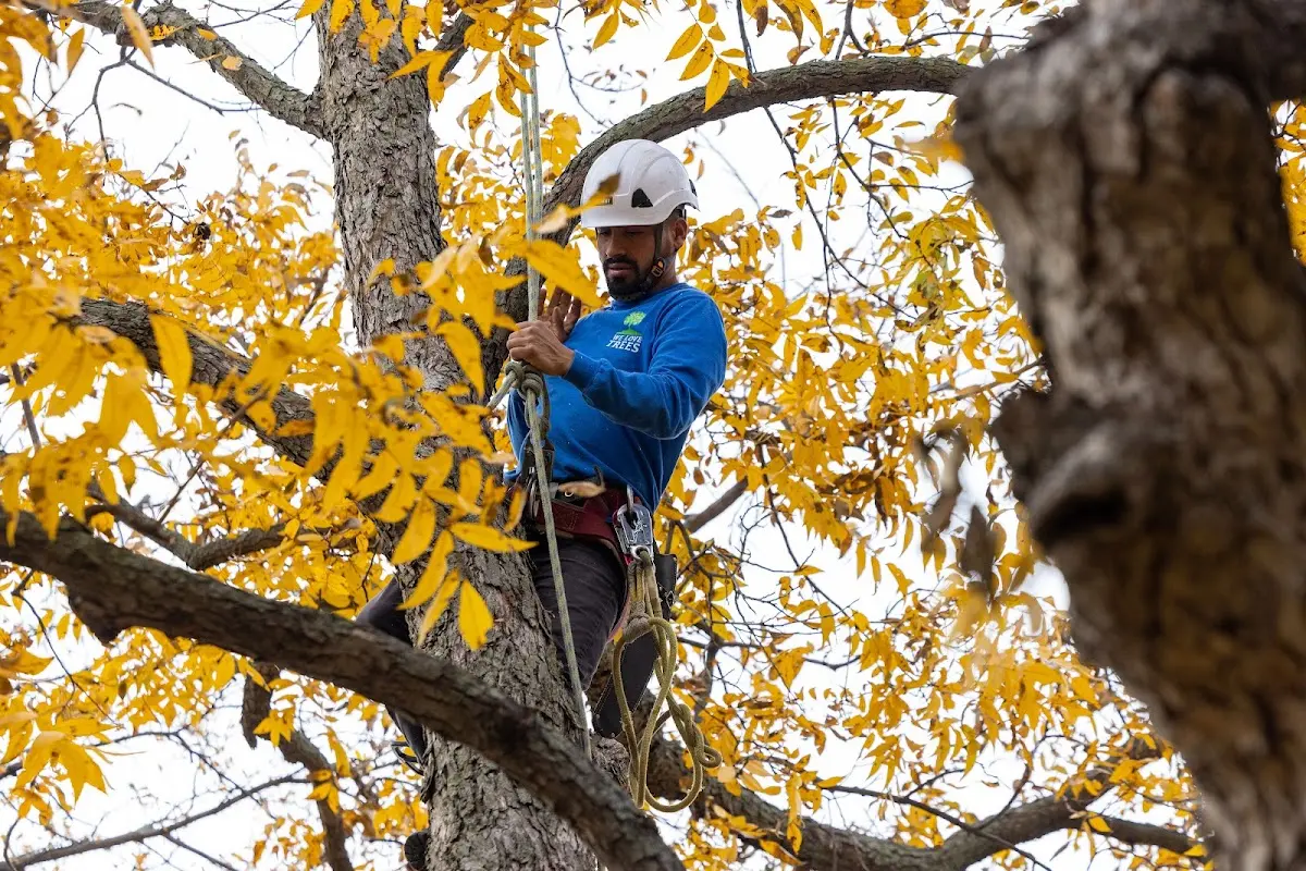 Skilled Tree Transplanting crew working in Ruther Glen